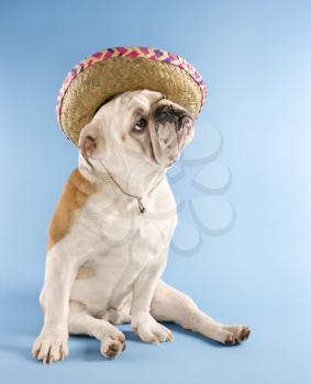 Royalty Free Photo of an English Bulldog Wearing a Sombrero
