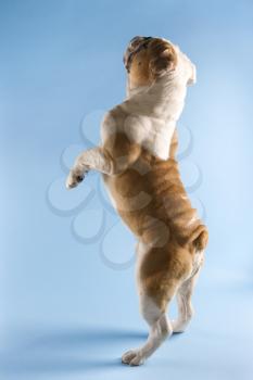 Royalty Free Photo of a Back View of an English Bulldog Standing on Hind Legs
