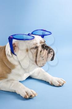 Royalty Free Photo of a Sleepy English Bulldog Wearing Over Sized Blue Sunglasses