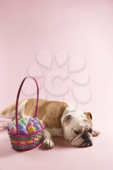 Royalty Free Photo of an English Bulldog Next to an Easter Basket