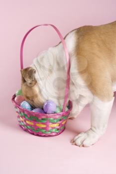 Royalty Free Photo of an English Bulldog With His Face Buried in an Easter Basket