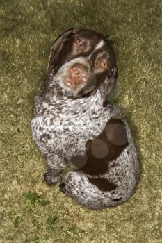 Royalty Free Photo of a German Shorthaired Pointer Sitting