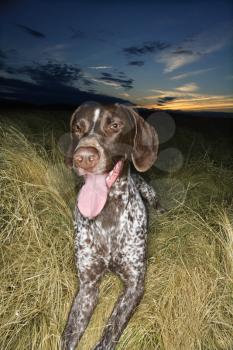 Royalty Free Photo of a German Shorthaired Pointer Laying in a Field at Sunset