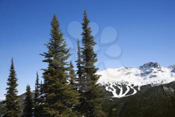 Royalty Free Photo of Pine Trees and Mountain Ski Trails