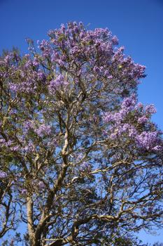 Royalty Free Photo of a Jacaranda Tree Blooming With Purple Flowers Against a Blue Sky in Maui, Hawaii