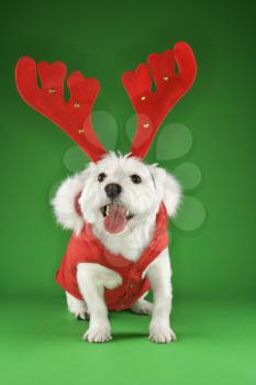 Royalty Free Photo of a White Terrier Dog Dressed in a Red Coat Wearing Antlers
