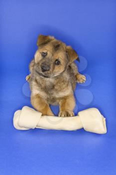 Royalty Free Photo of a Puppy With a Large Bone
