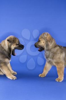 Royalty Free Photo of Two Puppies Playing