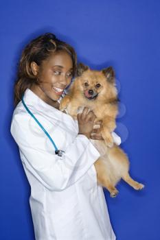 Royalty Free Photo of a Female Veterinarian Holding a Brown Pomeranian Dog