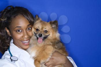 African American young adult female veterinarian holding brown Pomeranian dog.