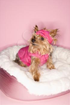Royalty Free Photo of a Yorkshire Terrier Dog Wearing a Pink Outfit on a Pink Dog Bed