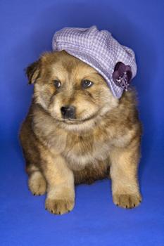 Royalty Free Photo of a Puppy Wearing a Hat