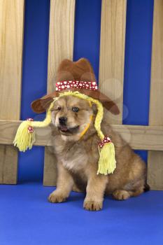 Royalty Free Photo of a Puppy Wearing a Hat and Braids Sitting in Front of a Picket Fence