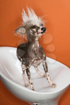 Chinese Crested dog portrait.