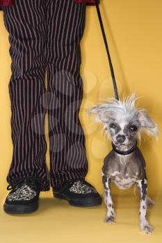 Royalty Free Photo of a Chinese Crested Dog on a Leash Standing Next to a Man's Legs