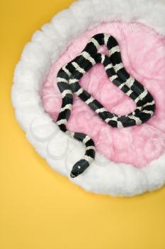 Royalty Free Photo of a California Kingsnake in a Furry Pet Bed