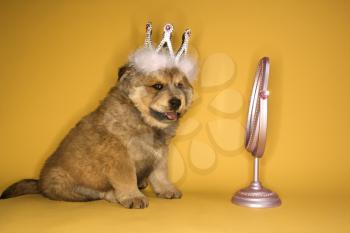 Royalty Free Photo of a Puppy Wearing a Crown in Front of a Mirror