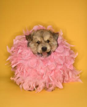 Royalty Free Photo of a Puppy Wearing a Pink Feather Boa