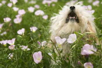 Royalty Free Photo of a Fluffy Small Dog in a Flower Field