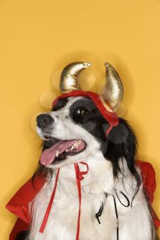 Royalty Free Photo of a Border Collie in a Devil Costume