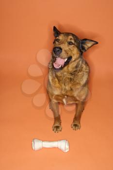 Royalty Free Photo of a Mixed Breed Dog Sitting With a Bone