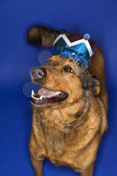 Royalty Free Photo of a Dog Wearing a Crown