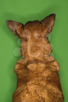 Mixed breed brown dog rear view.