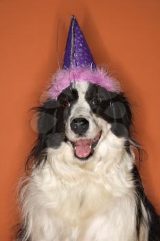 Royalty Free Photo of a Border Collie Wearing a Party Hat