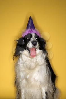 Royalty Free Photo of a Border Collie Wearing a Party Hat