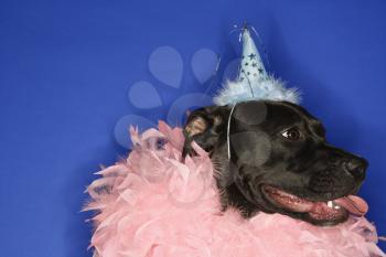 Royalty Free Photo of a Black Mixed Breed Dog Wearing a Party Hat and Feather Boa