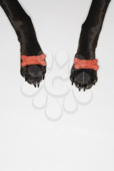 Royalty Free Photo of a Black Dog Balancing Dog Bones on Paws