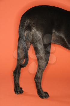 Royalty Free Photo of a Black Dog's Back Legs