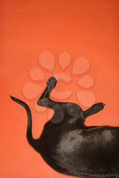 Royalty Free Photo of a Black Dog Hind Legs Lying Down