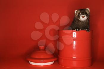 Royalty Free Photo of a Ferret Peeking Out of a Red Jar