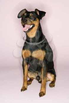 Royalty Free Photo of a Miniature Pinscher Sitting