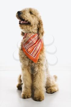 Royalty Free Photo of a Golden Doodle Dog Wearing a Bandanna