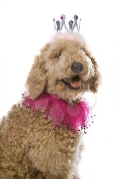 Royalty Free Photo of a Golden Doodle Dog Wearing a Costume