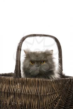 Royalty Free Photo of a Gray Persian Cat Sitting in a Basket