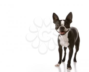 Royalty Free Photo of a Boston Terrier Dog