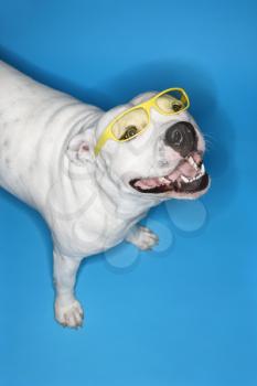 Royalty Free Photo of a White Pit Bull Dog on a Blue Background