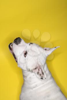 Royalty Free Photo of a Pit Bull Dog Against a Yellow Background
