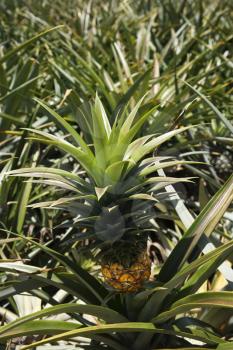 Royalty Free Photo of a Pineapple Sprouting From a Plant in a Crop in Maui, Hawaii, USA