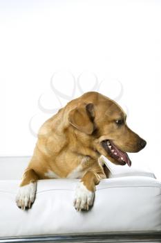 Royalty Free Photo of a Dog Sitting on a Chair