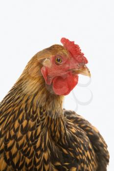 Royalty Free Photo of a Golden Laced Wyandotte Chicken.