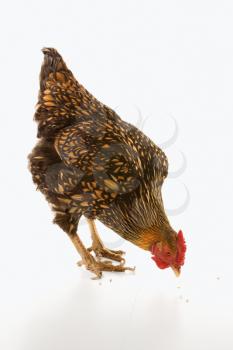 Royalty Free Photo of a Golden Laced Wyandotte Chicken Pecking at Food