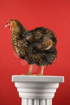 Royalty Free Photo of a Golden Laced Wyandotte Chicken Standing on a Column
