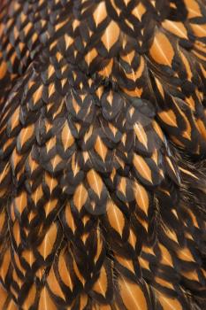 Royalty Free Photo of a Close-up of Feathers of a Golden Laced Wyandotte Chicken