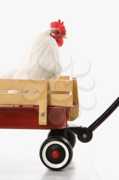 Royalty Free Photo of an Old English Bantam Rooster in Red Wagon