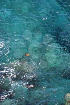 Royalty Free Photo of an Aerial View of a Sea Turtle Swimming in Tropical Hawaiian Water