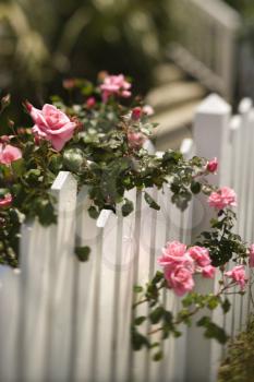 Royalty Free Photo of Pink Roses Growing Over a White Picket Fence